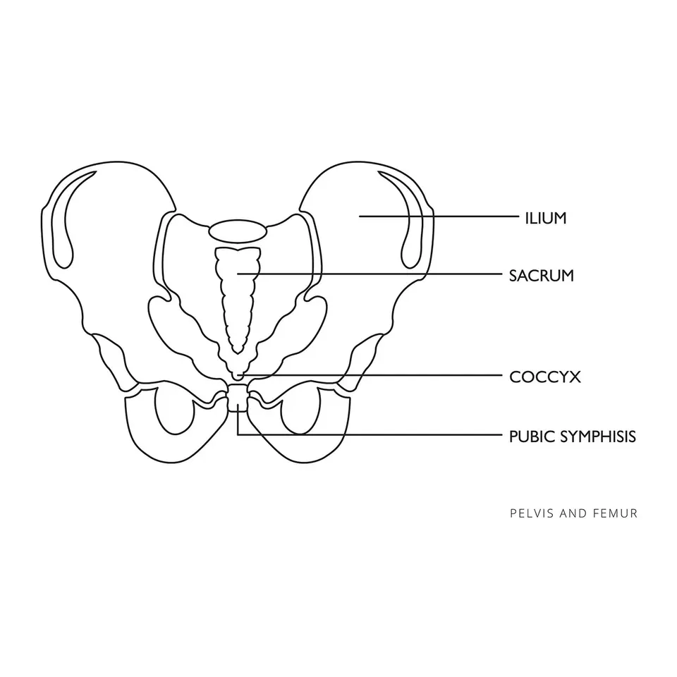 Anatomical model of a woman's pelvis on a scale of 1:1 | Wasserman.eu