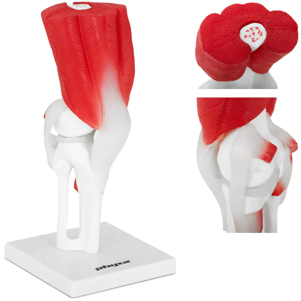 3D anatomical model of the knee joint in 11 scale Wasserman.eu