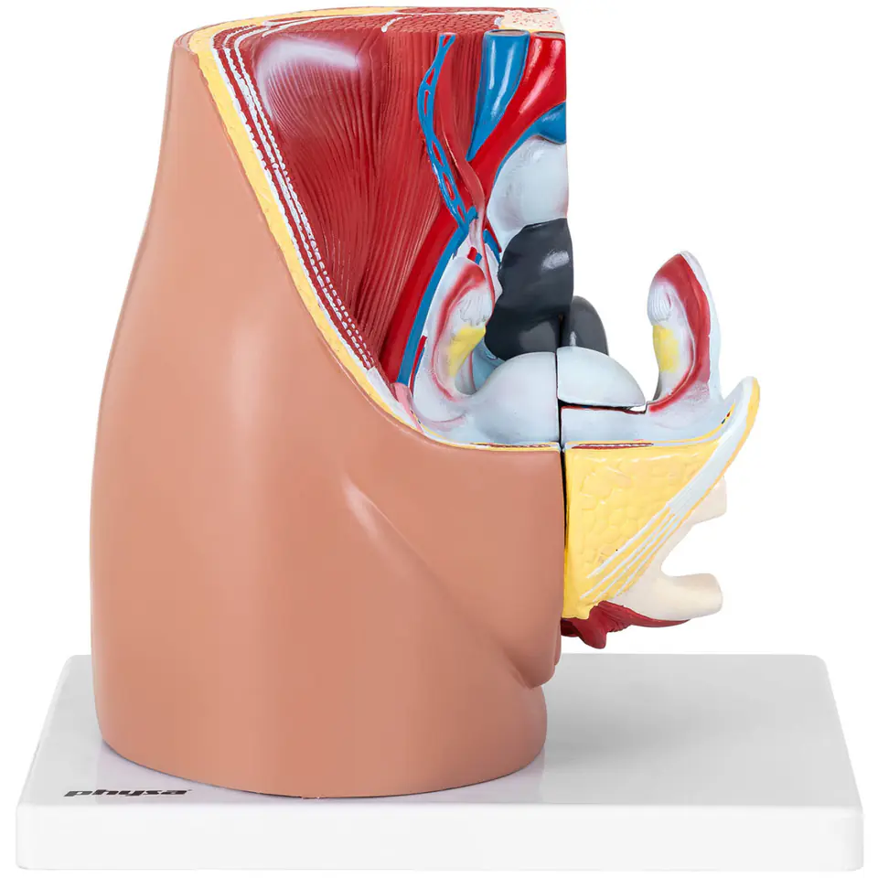 Female Pelvic Cavity Model