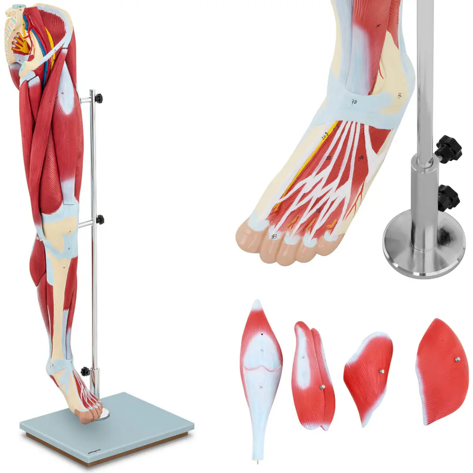 3D anatomical model of human leg muscles | Wasserman.eu