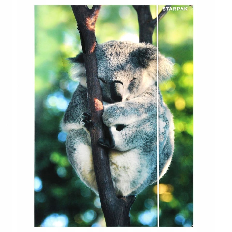 Teczka z gumką A4 WILD ANIMAL KOALA 559730 STARPAK