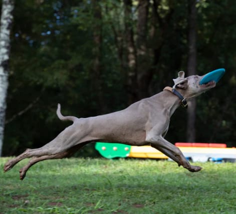 Waboba Tropical Kahuna zabawa w wodzie