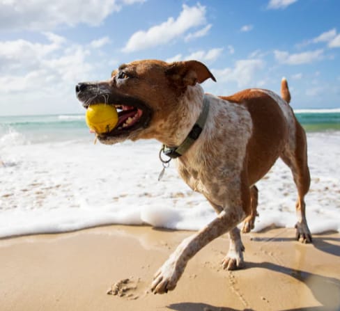 Piłeczka dla psa Waboba Fetch