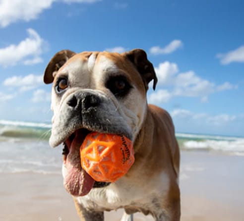 Piłeczka dla psa Waboba Tailwind