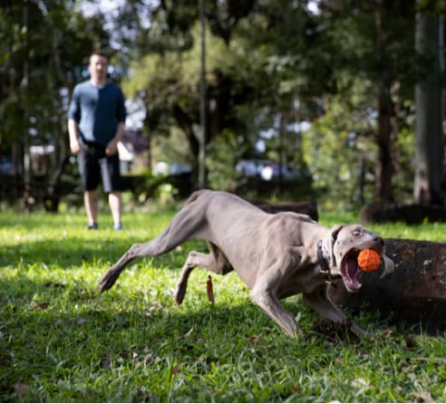 Piłeczka dla psa Waboba Tailwind