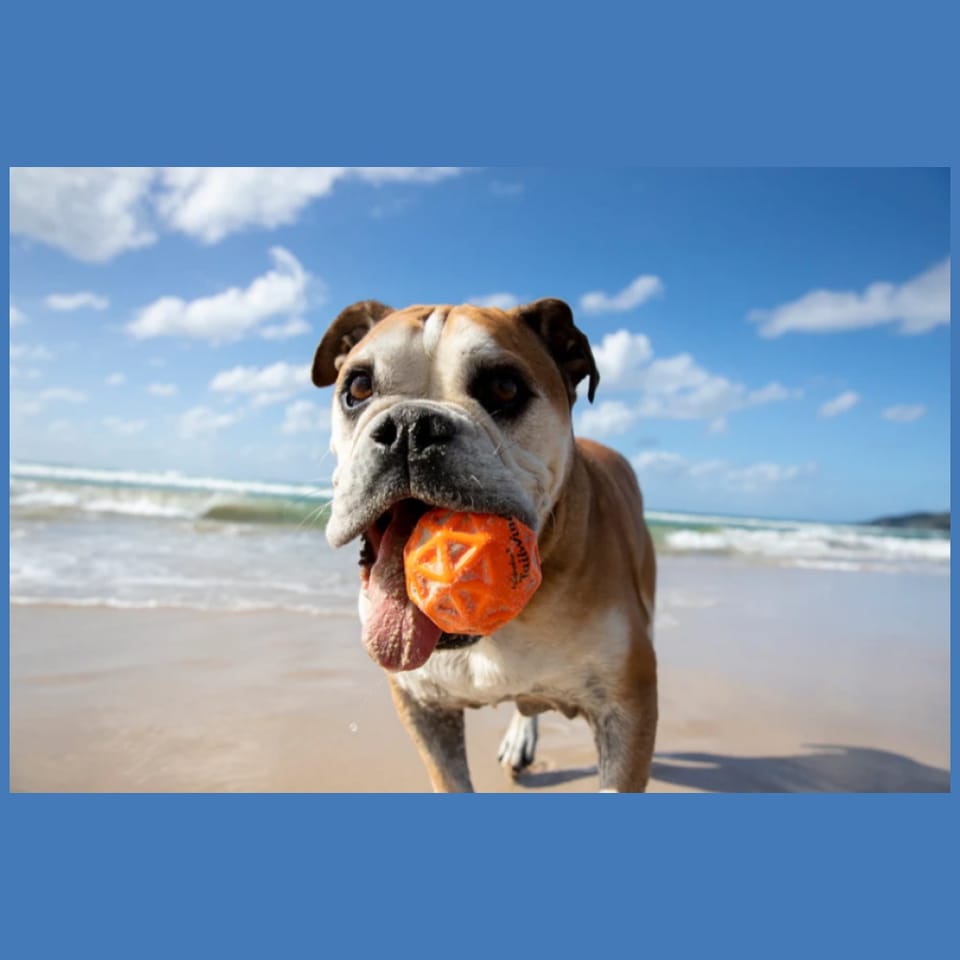 Zestaw dla psa Waboba Woofpack 2x        piłeczka 1x frisbee