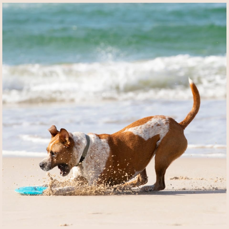 Zestaw dla psa Waboba Woofpack 2x        piłeczka 1x frisbee