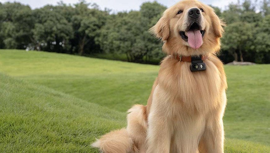 Złoty retriever siedzi na trawie z kamerą DJI Osmo Nano przymocowaną do obroży