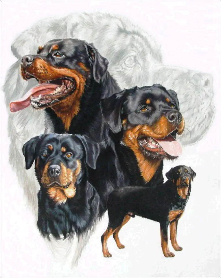 Haft Diamentowy, Obraz, Mozaika Diamentowa Diamond Painting, PIES - ROTTWEILER 30x40cm