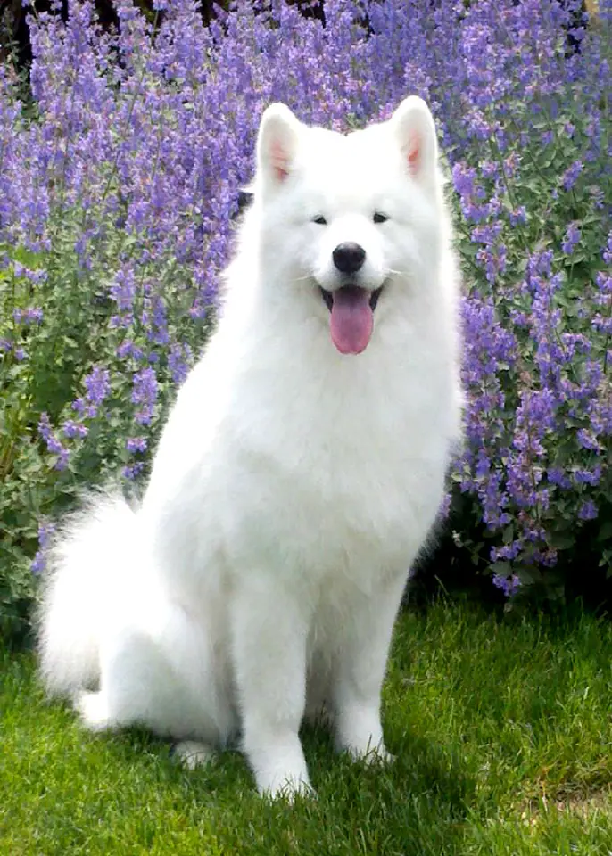 Haft Diamentowy, Obraz, Mozaika Diamentowa Diamond Painting, PIES SAMOYED 30x40cm