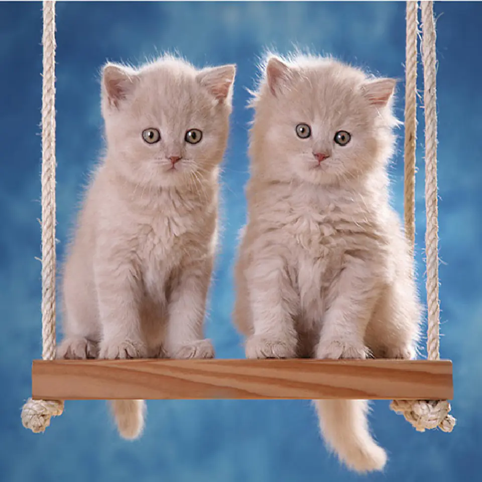 Haft Diamentowy, Obraz, Mozaika Diamentowa Diamond Painting, KOTKI NA HUŚTAWCE 30x30cm