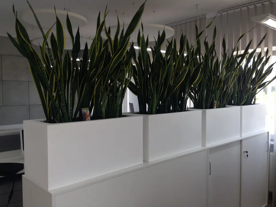 White Lungo pot with lighting